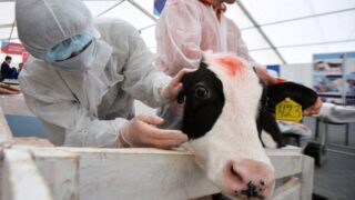 В Алматы стартовала бесплатная вакцинация сельхозживотных