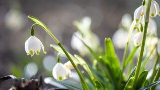 Глава Минэкологии о тюльпанах и подснежниках: «Редкие виды растений нельзя рвать»