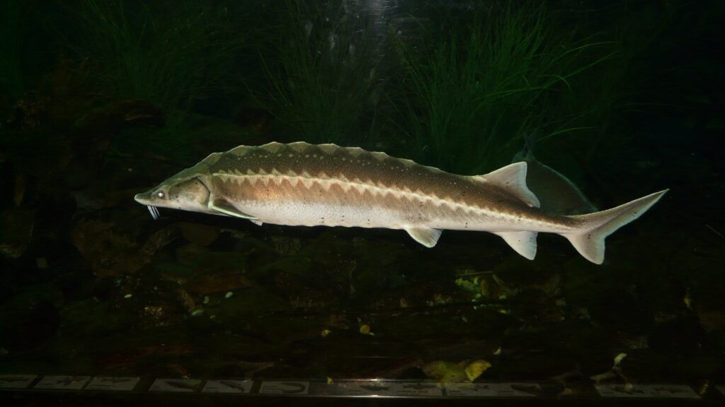 Осетр. Фото: Hans / Pixabay