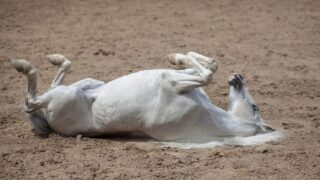 Акимат Мангистау прокомментировал ситуацию с гибелью скота после непогоды