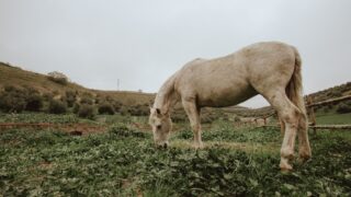 В Мангистау после дождей гибнет скот: жители просят о помощи