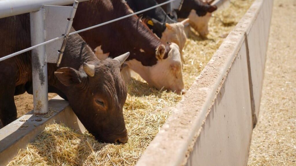 Фото: Акимат Туркестанской области
