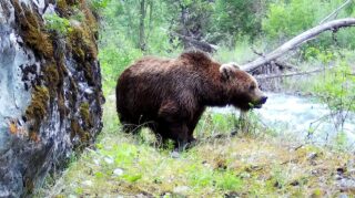 Медведя видели казахстанском нацпарке «Жонгар-Алатау»