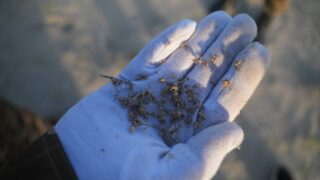 Улучшение экосистемы Аральского моря: высадили более 50 млн саксаулов
