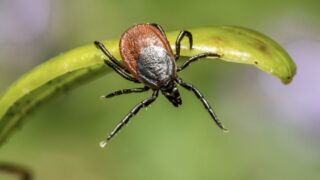 В Казахстане за неделю почти 1600 человек пострадали от укусов клещей