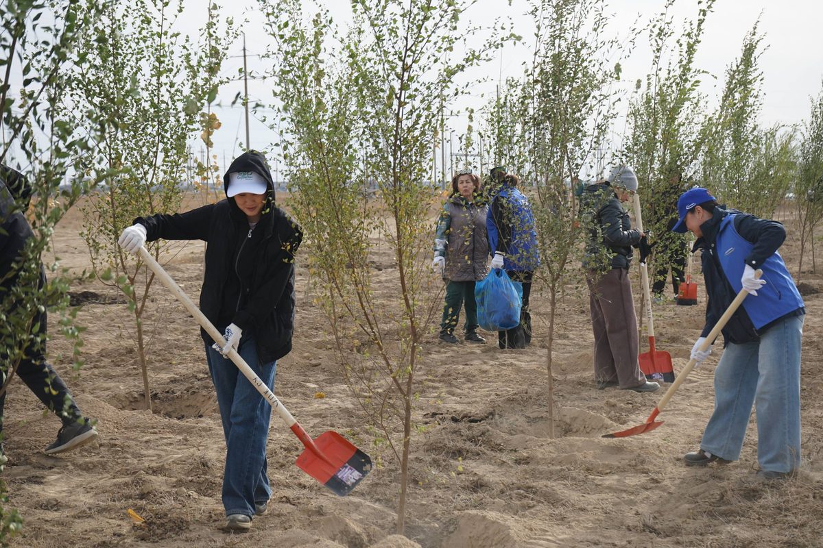 Иллюстрация — Работники «Казахмыса» высадили около 5 тысяч деревьев в Жезказгане