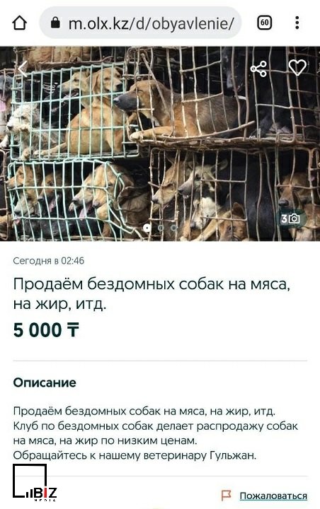 Убийство животных. Bizmedia.kz