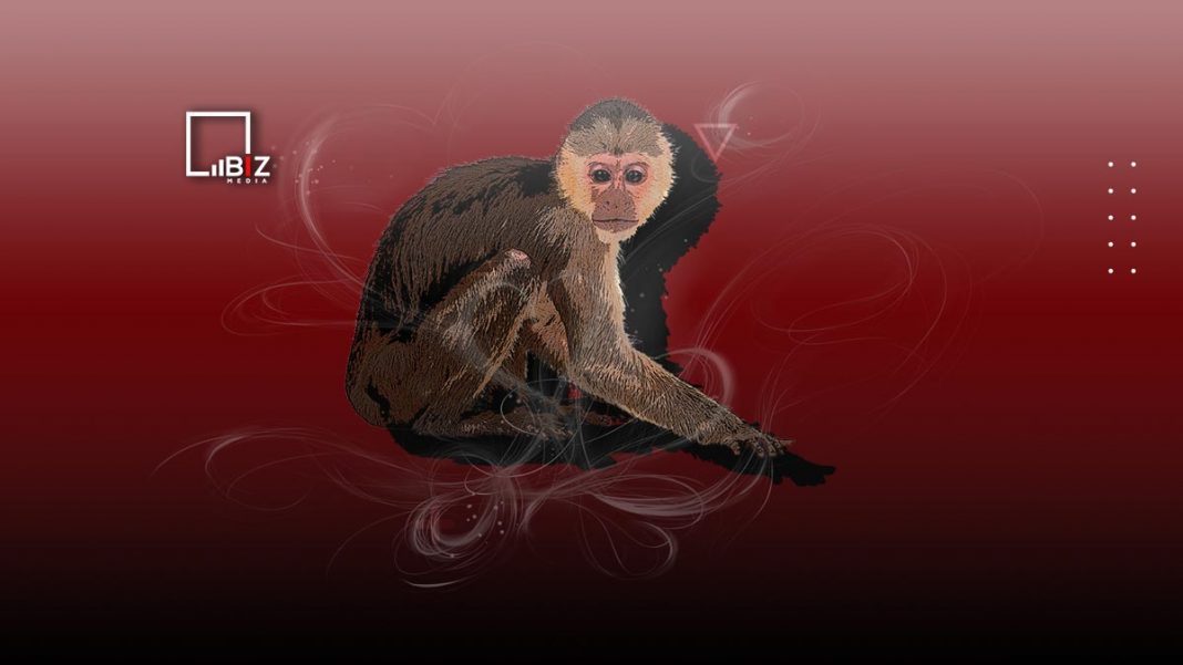Оспа обезьян в 2022 году: что за болезнь, симптомы, прививка. Bizmedia.kz