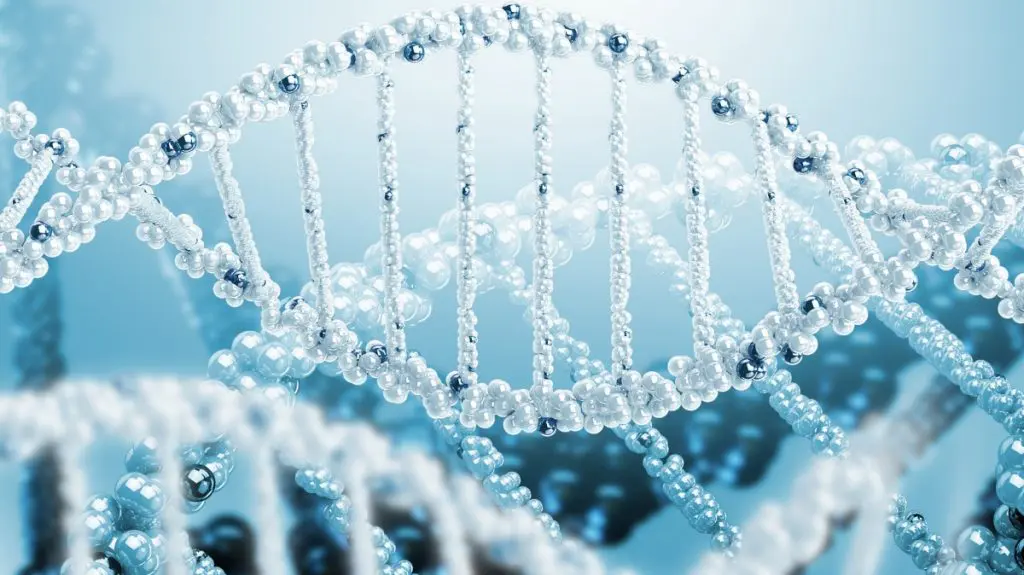 Что такое ДНК простыми словами