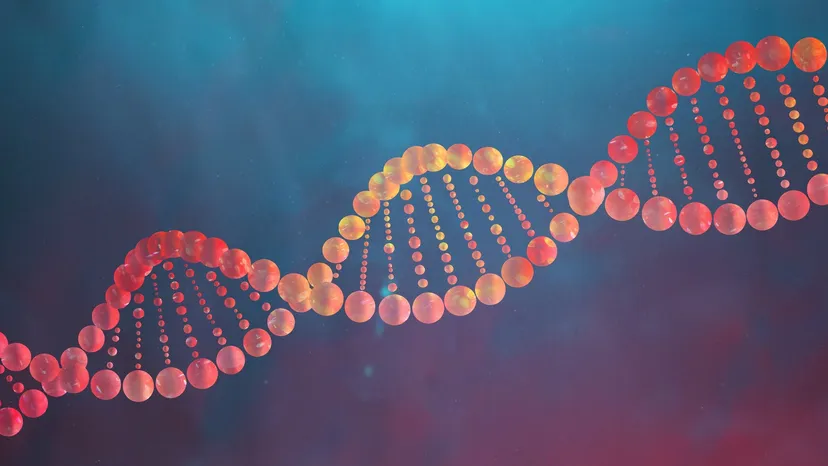 Что такое ДНК простыми словами