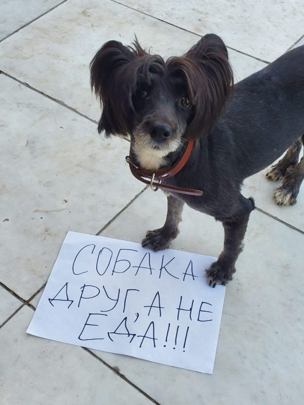 Бойня для собак в Алматинской области. Что о ней известно? - Bizmedia.kz
