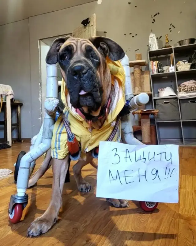 Бойня для собак в Алматинской области. Что о ней известно? - Bizmedia.kz