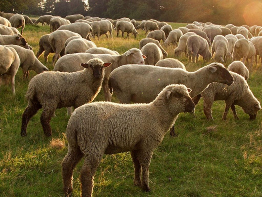 В Туркестанской области больше всего крупного рогатого скота и овец - 1 141 809 и 4 764 667 голов соответственно