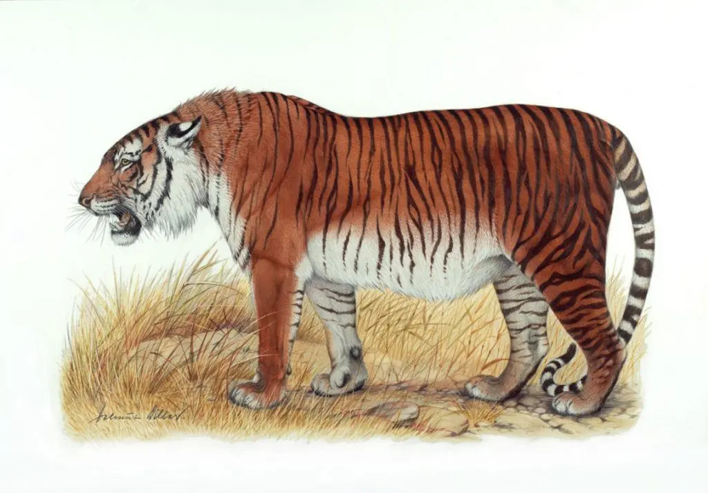 В Минэкологии рассказали, как будут возрождать туранского тигра из амурского 