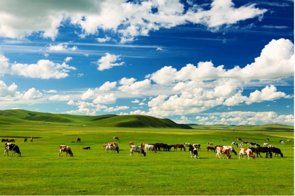 Минимальное подорожание говядины в 2022 году отмечено в Шымкенте и Жымбалской области. Фото: Shutterstock