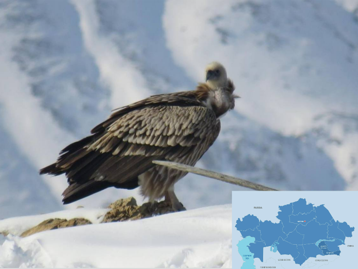 Редкая птица, пойманная на камеру в национальном парке Алтын Эмель (видео)