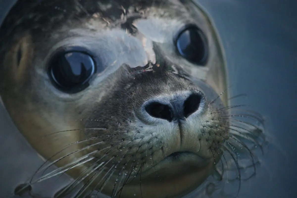 Стала известна причина гибели тюленей в 2022 году в Мангистауской области