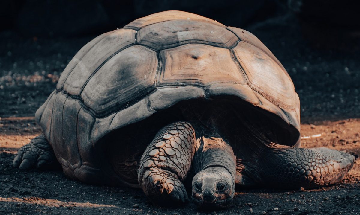 К чему снится черепаха в зависимости от пола и образа жизни