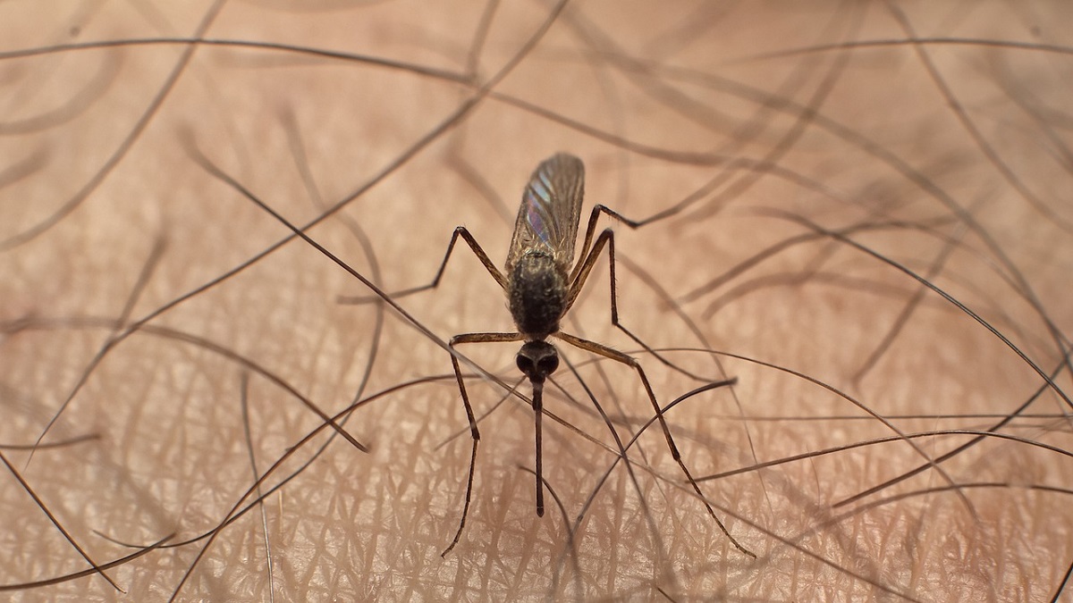 Оцифровка Иртыша в Павлодаре поможет бороться с комарами