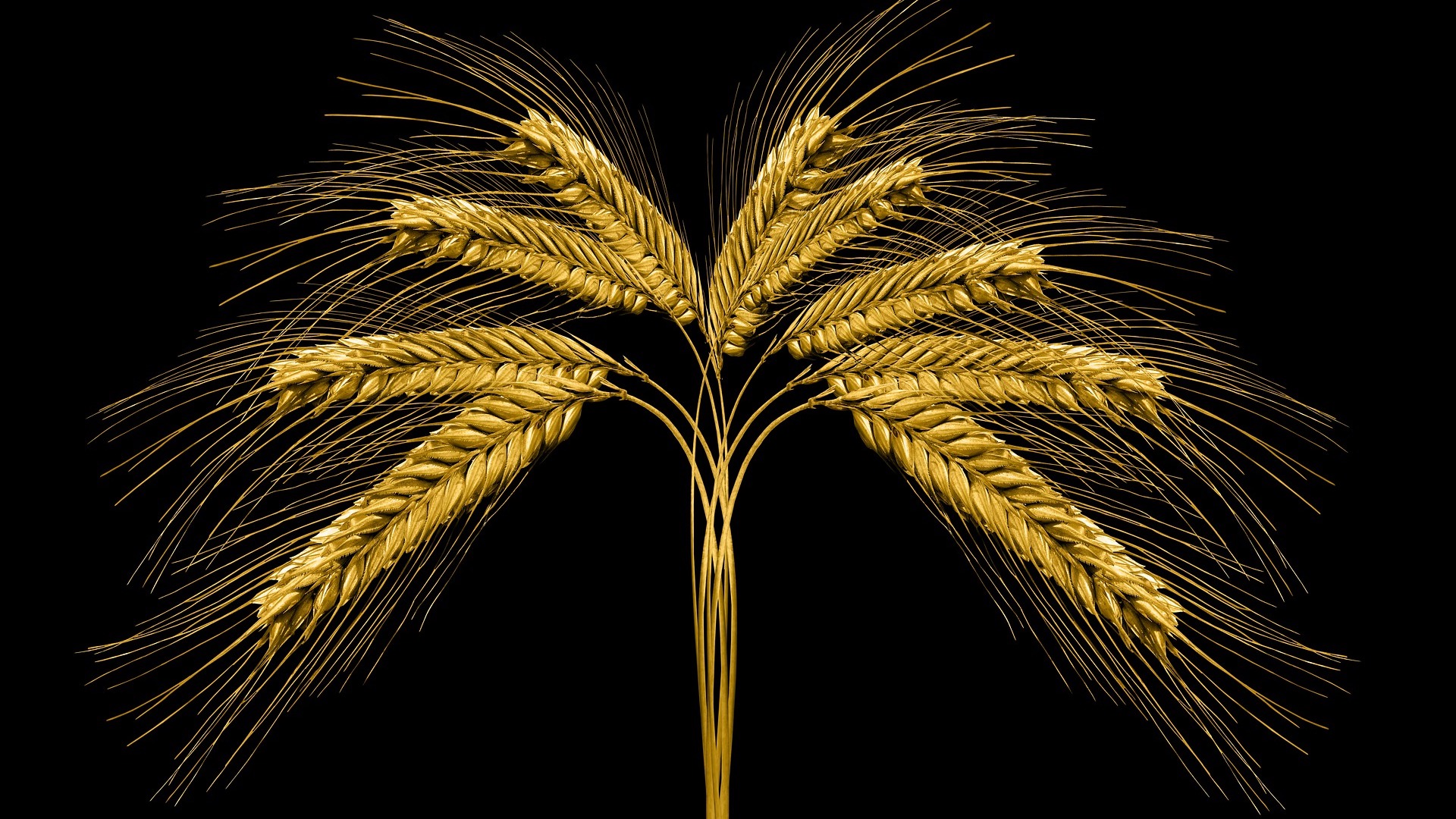 В МСХ объяснили запрет на ввоз пшеницы автотранспортом