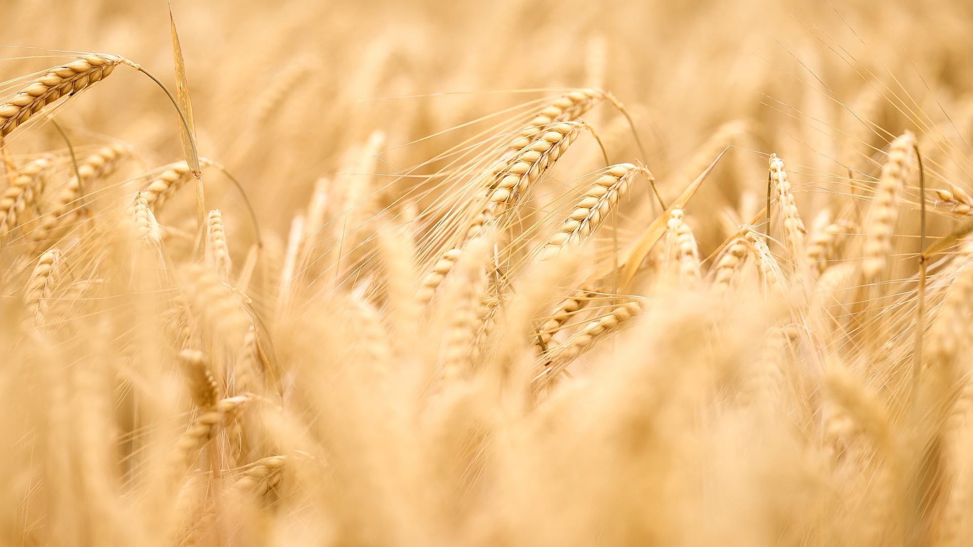 Эксперты опасаются, что из-за высокой конкуренции с Россией в РК снизятся площади зерновых