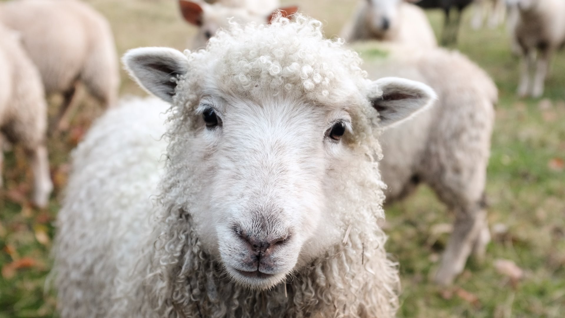 Цены на овец и баранов поднялись перед Курбан айтом в Казахстане