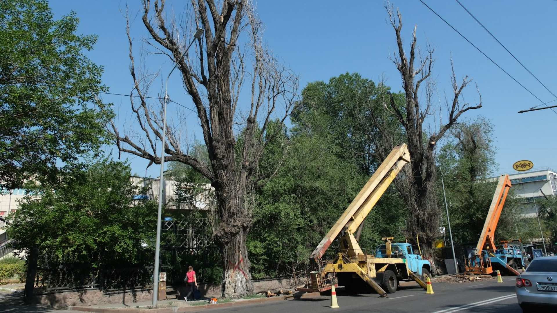 Вырубка деревьев картинки